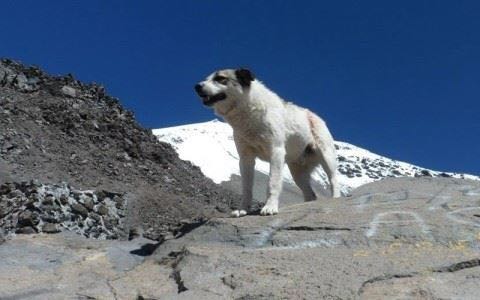 Muere Citla, el perro de la montaña más alta de México