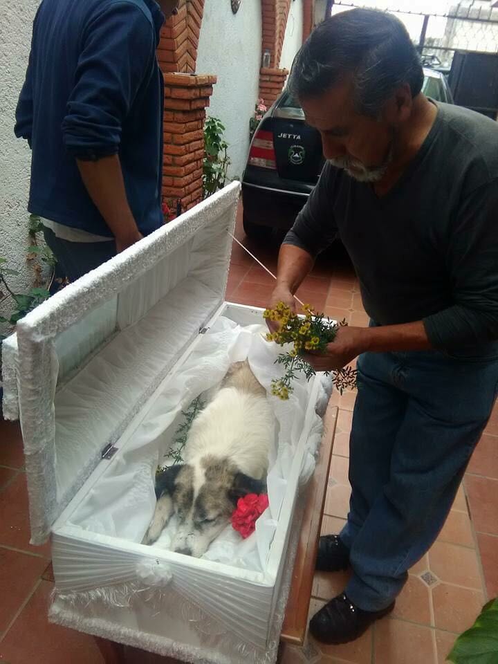 Muere Citla, el perro de la montaña más alta de México