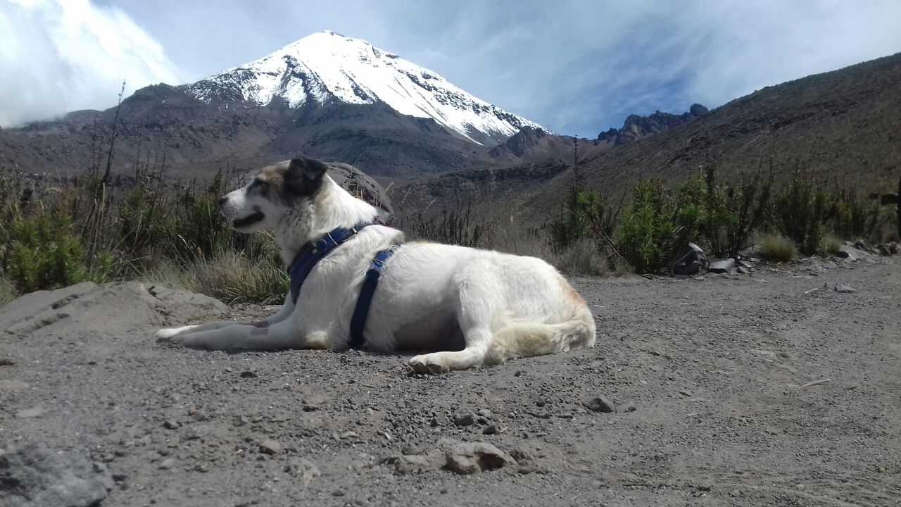 Muere Citla, el perro de la montaña más alta de México