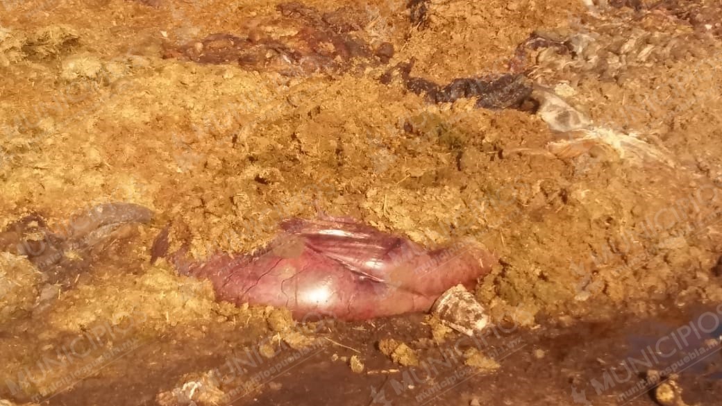VIDEO: Así se produce la carne que consumes en Texmelucan