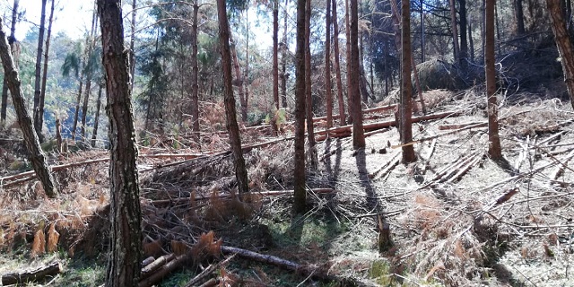 Ejidatarios piden permiso para usar madera afectada por clima