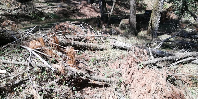 Ejidatarios piden permiso para usar madera afectada por clima