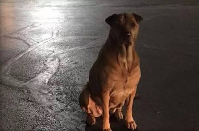 Critican propuesta de sacrificar perros para controlar sobrepoblación