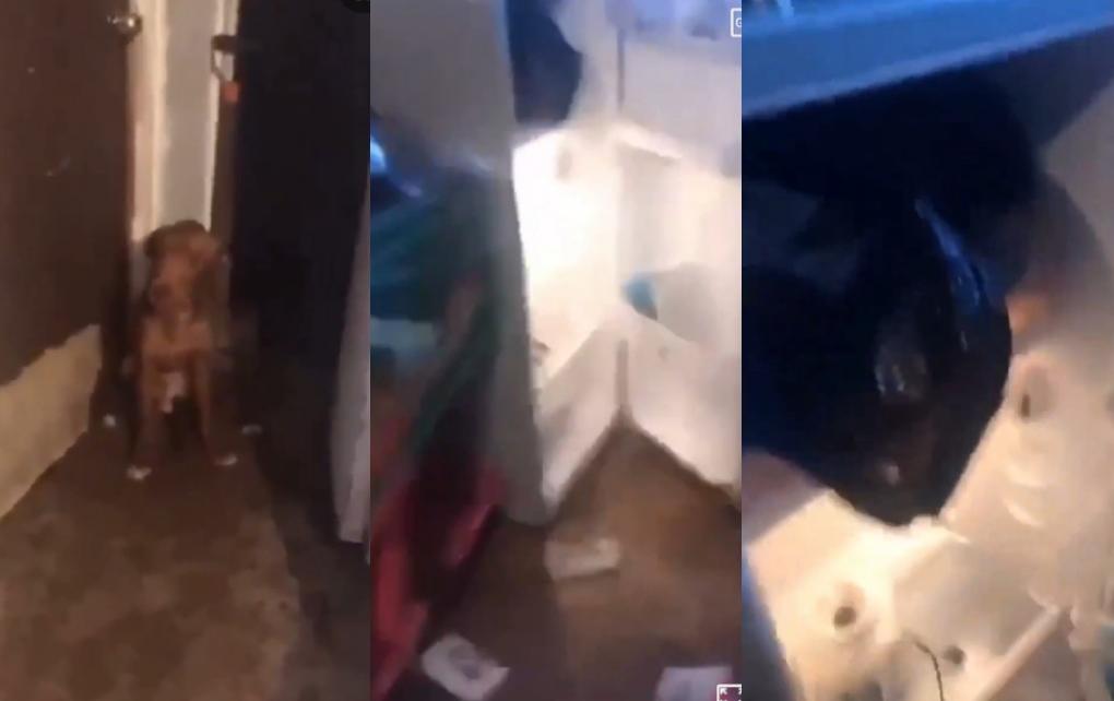 VIDEO Mujer robaba perros a vecinos para comérselos en Puebla