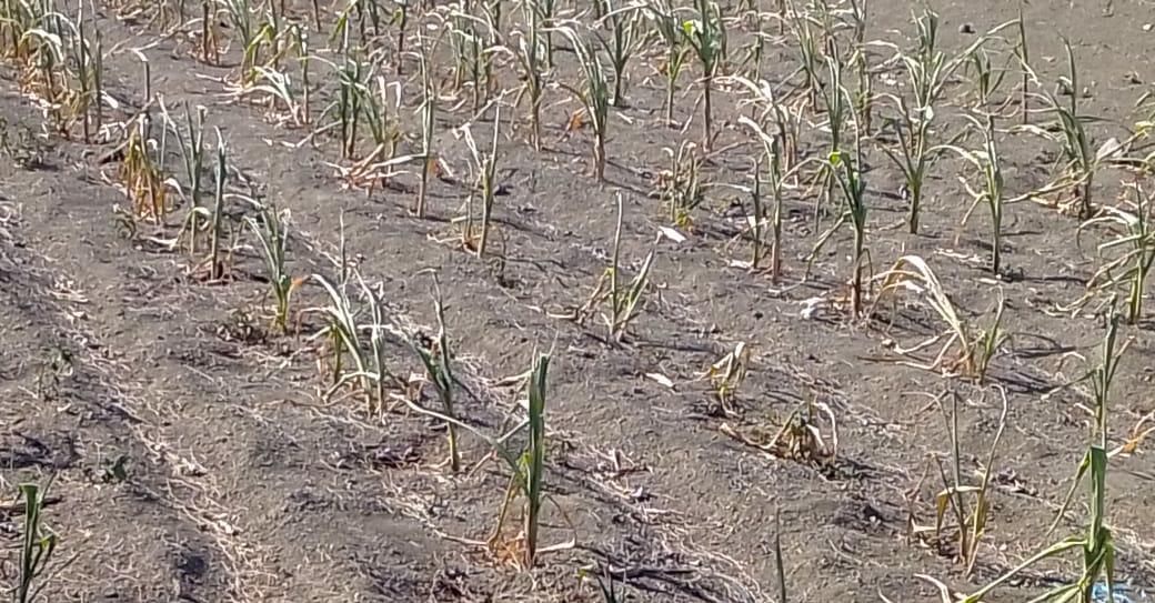 Por sequía y granizo se pierde maíz y frijol en región de Serdán