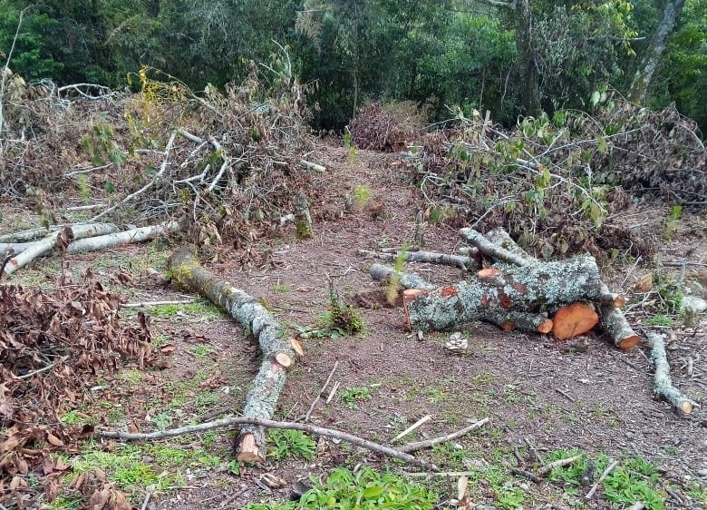 Talamontes saquean Huauchinango ante falta de vigilancia