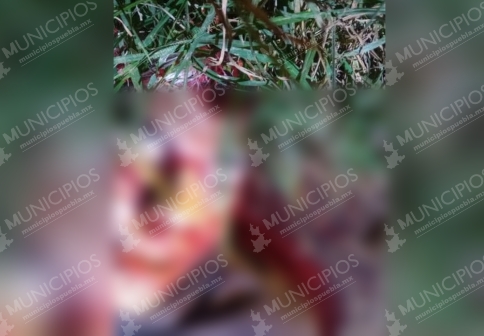 Con un disparo en la frente hallan a un joven en Huauchinango