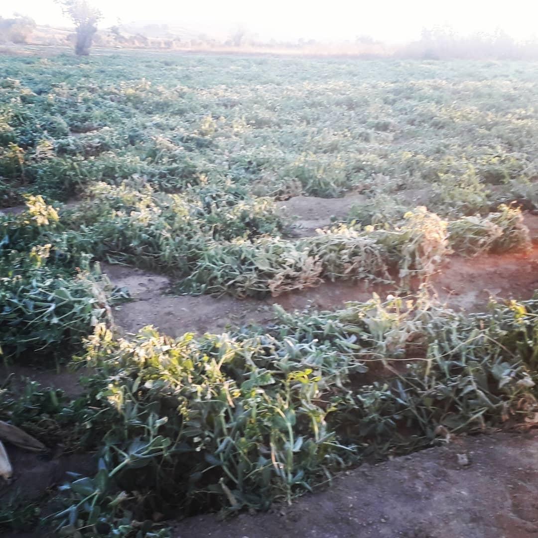 Heladas afectan cerca de 5 mil hectáreas de hortalizas en Cholula