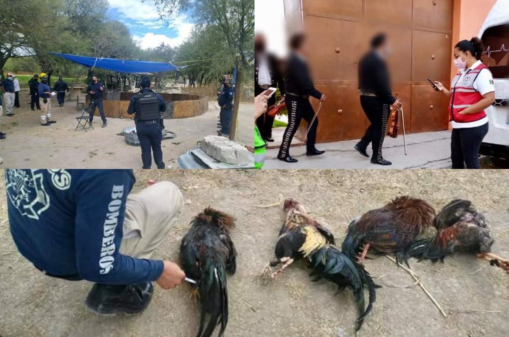 Con peleas de gallos y mariachi desafían al Covid en Tehuacán