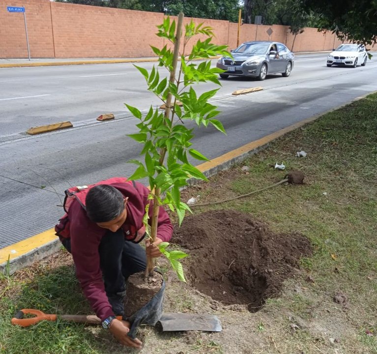 Más de 10 mil Árboles son sembrados en Puebla  