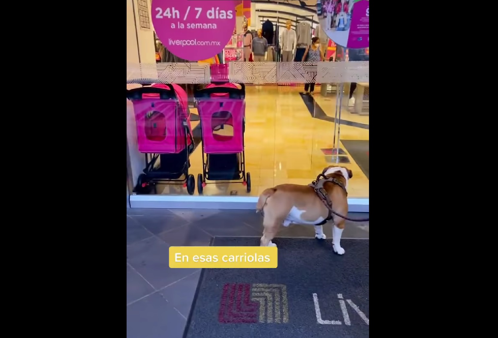 VIDEO No dejaron entrar a mi perro en Liverpool por gordo, acusa mujer en TikTok