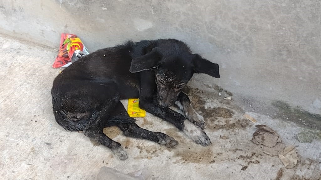 Envenenan a 15 perros en Huauchinango