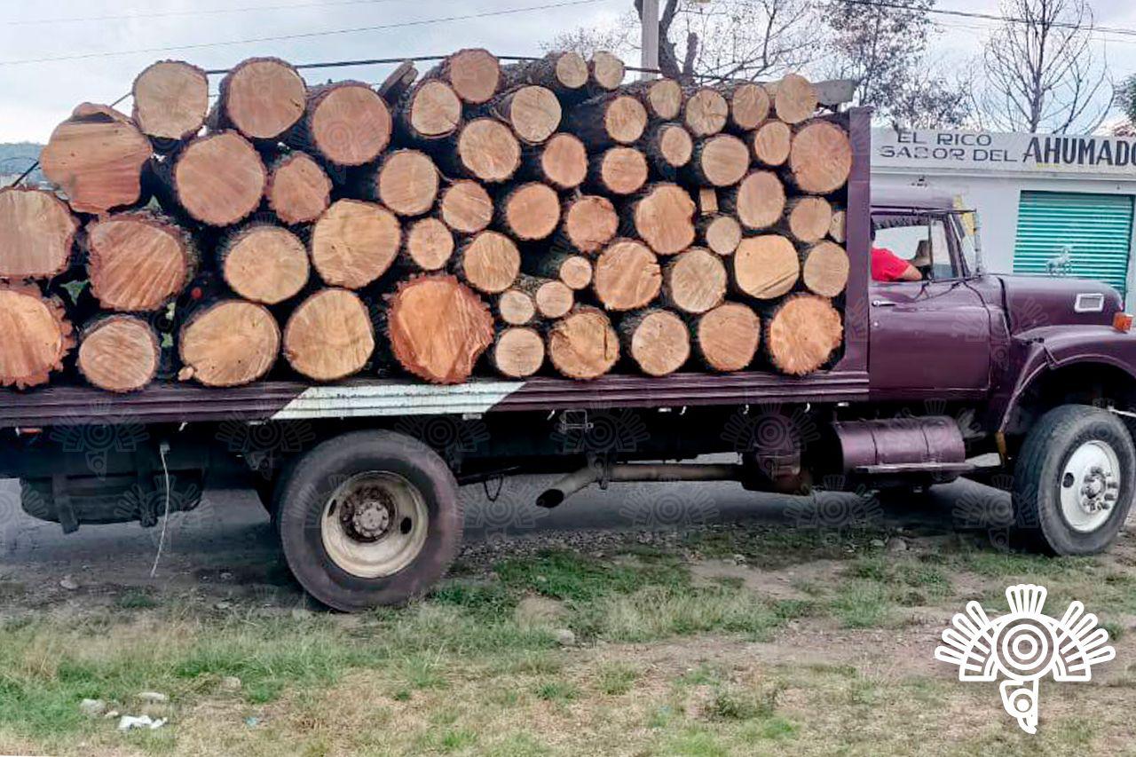 Recuperan media centena de troncos de madera y detiene a talamontes