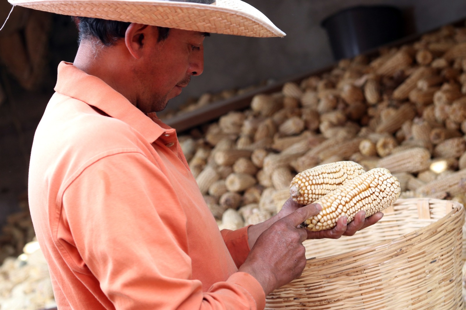 Puebla superó su producción de maíz grano en 2023