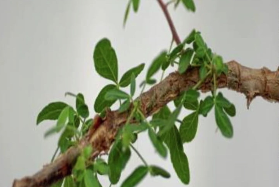 Resucitan árbol mencionado en la Biblia al germinar una semilla de mil años de antigüedad 