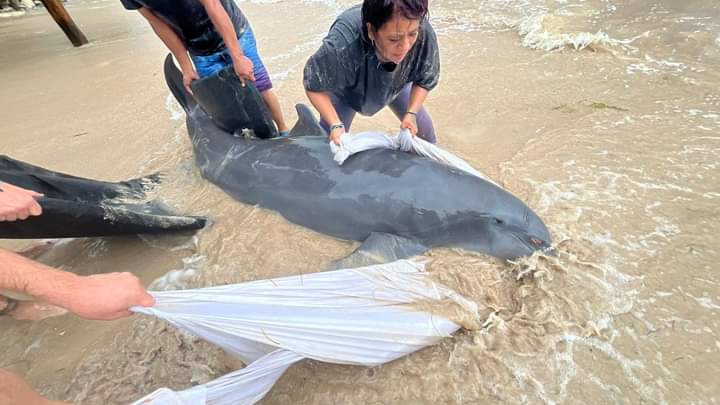 Rescatan a delfín varado tras paso de la tormenta Nadine en Quintana Roo