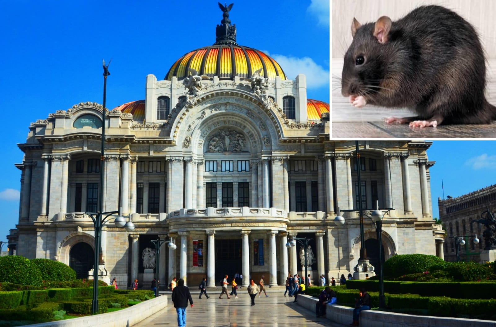 Una rata muy grande salió a saludar en Bellas Artes 