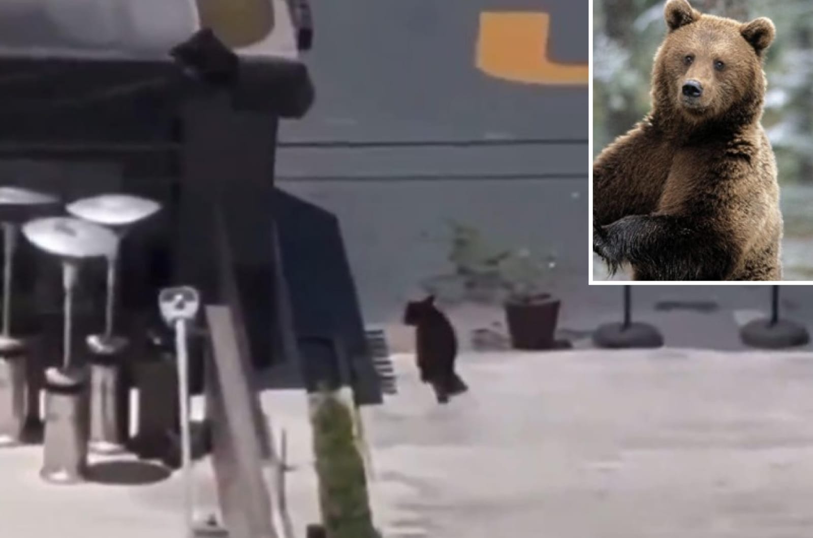 Oso deambulaba en una plaza comercial en Nuevo León