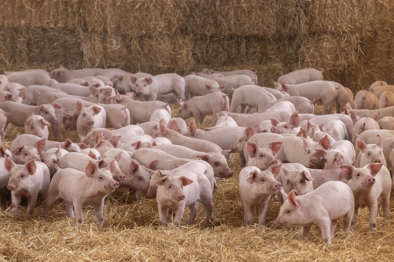 El Bienestar Animal, fundamental en procesos productivos de Altosano - Granjas Carroll