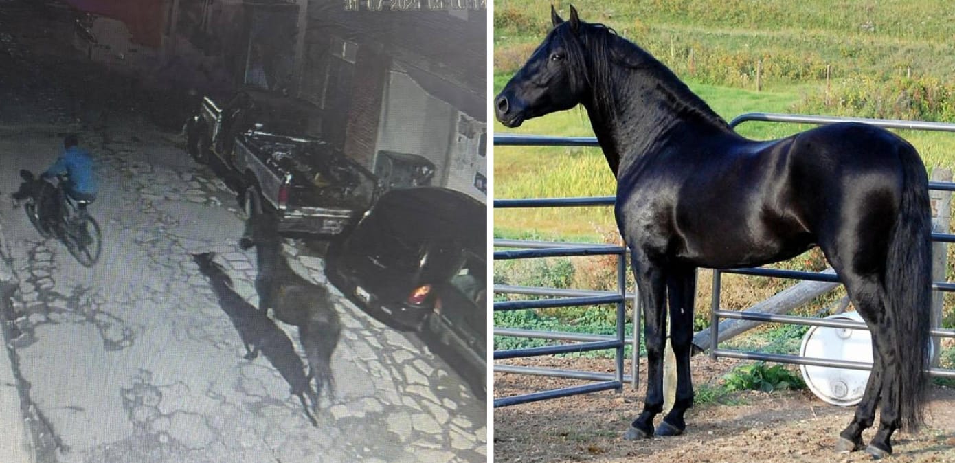 Ni los animales se escapan, se robaron un caballo en Cholula 