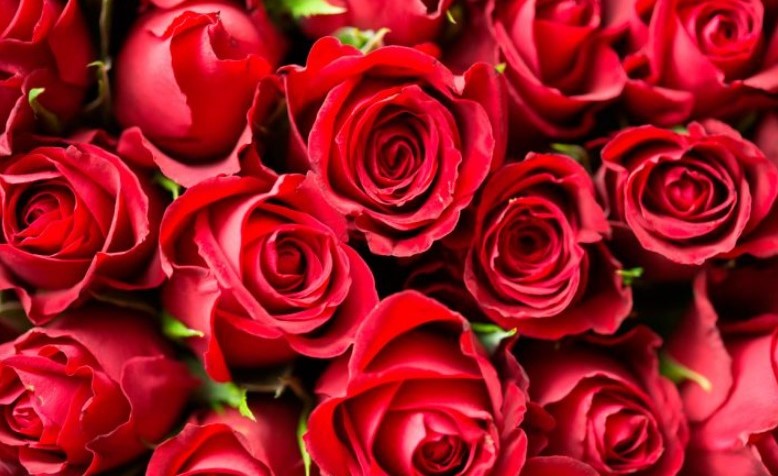 Decomisan cargamento de metanfetamina oculto en rosas en Texas 