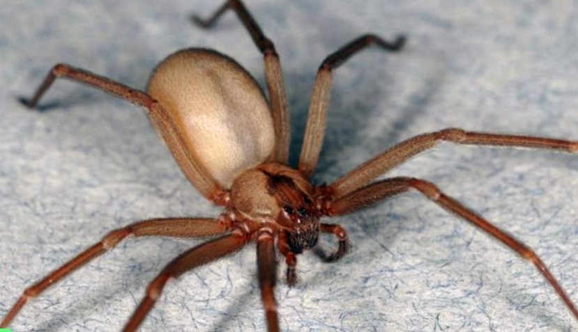 Una niña de 8 años murió presuntamente porque la picó una araña violinista 