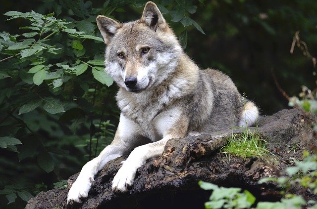 Durante tres años creyó que era una perrita y resultó ser loba