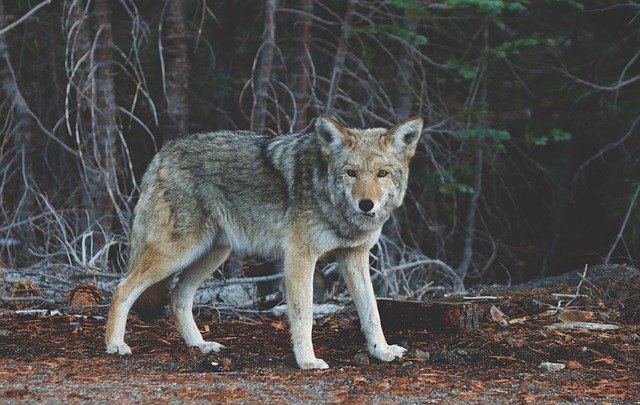 Libera Profepa fauna silvestre en el Parque Flor del Bosque, en Puebla