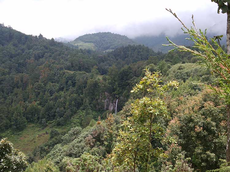 Advierten agotamiento de mantos acuíferos por deforestación en Huauchinango