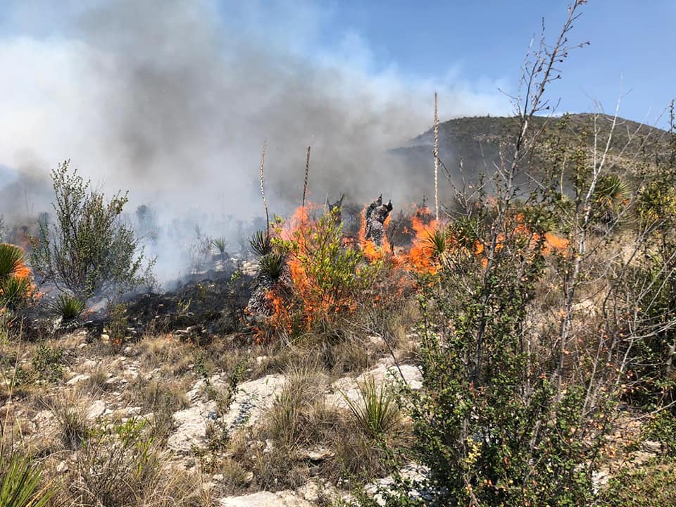 Incendio afecta la Reserva de la Biosfera en Yehualtepec