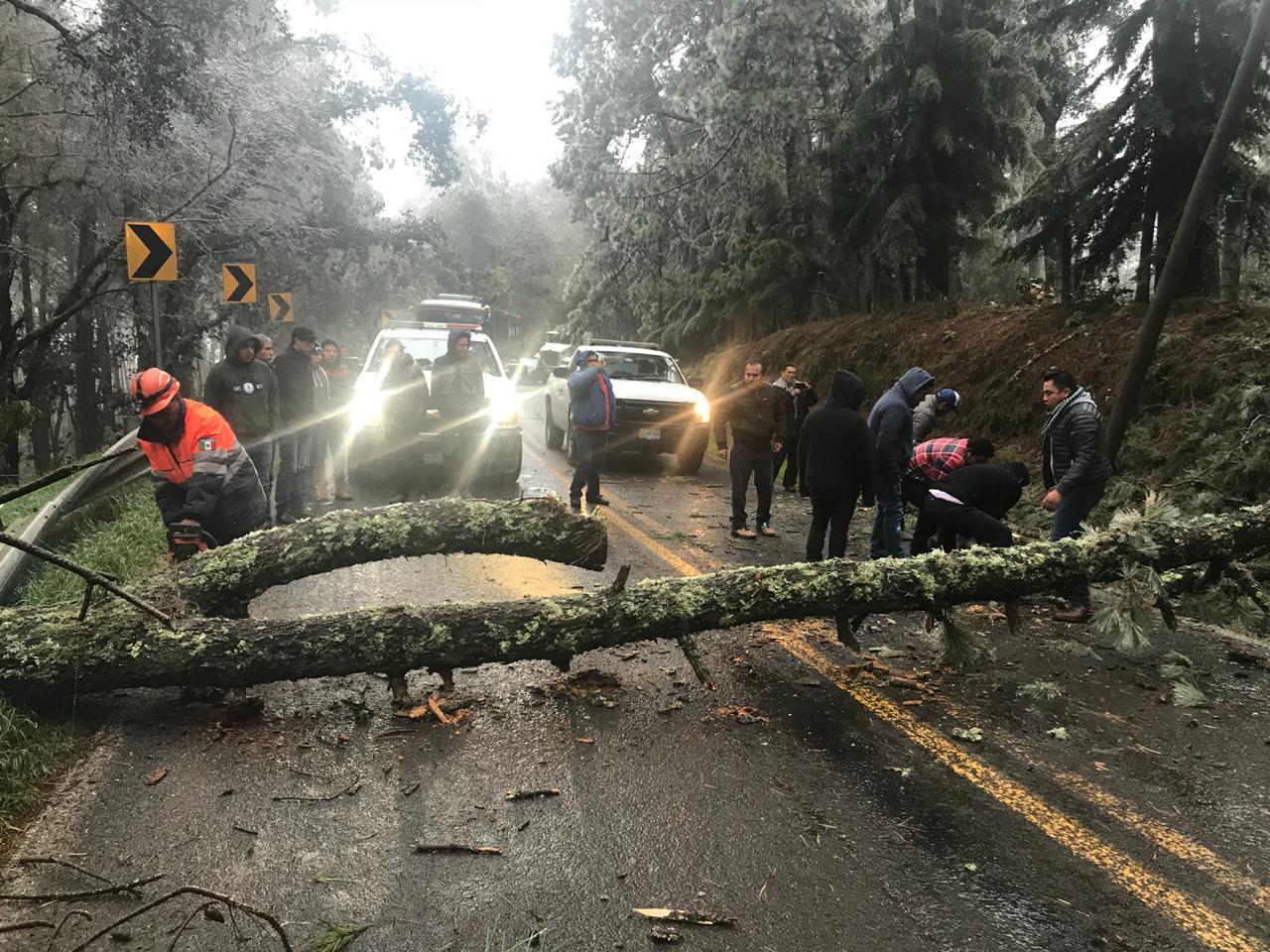 Helada y lluvias derriban más de mil árboles en Zacatlán