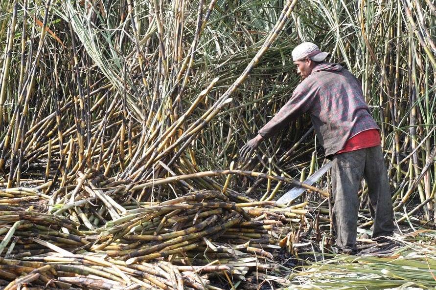 Este 11 de mayo concluye la zafra en la región sur de Puebla