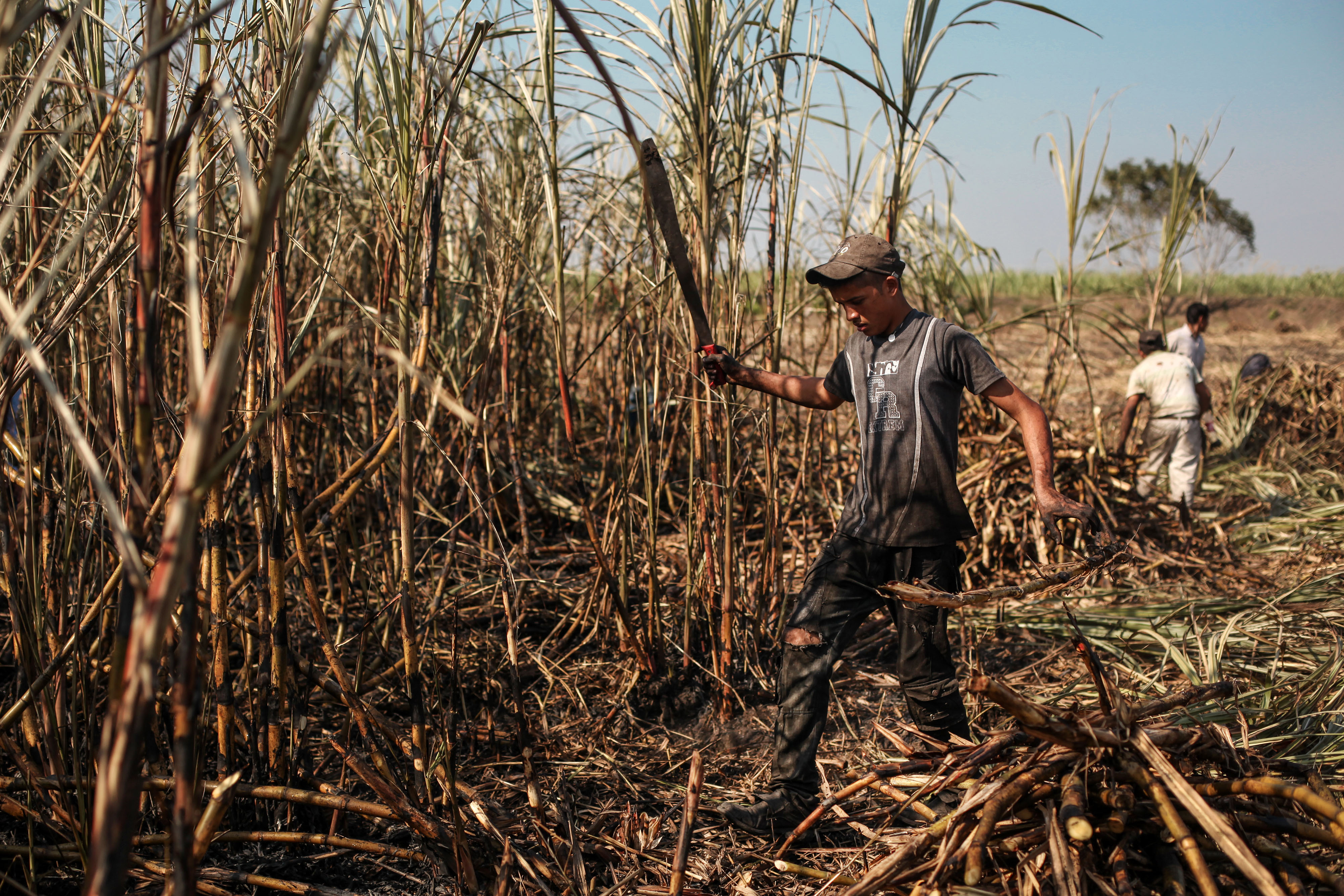 La zafra tiene un avance del 33 por ciento en Chietla