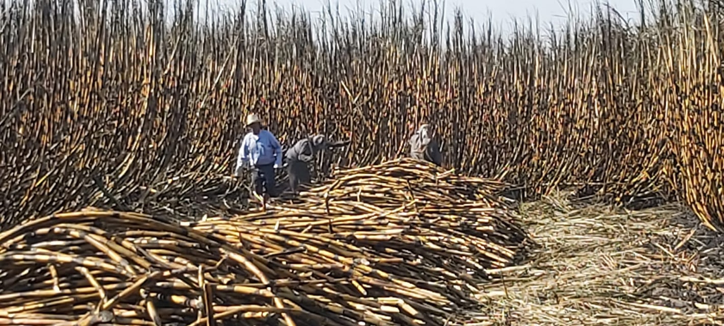 Falta mano de obra para la zafra en Chietla