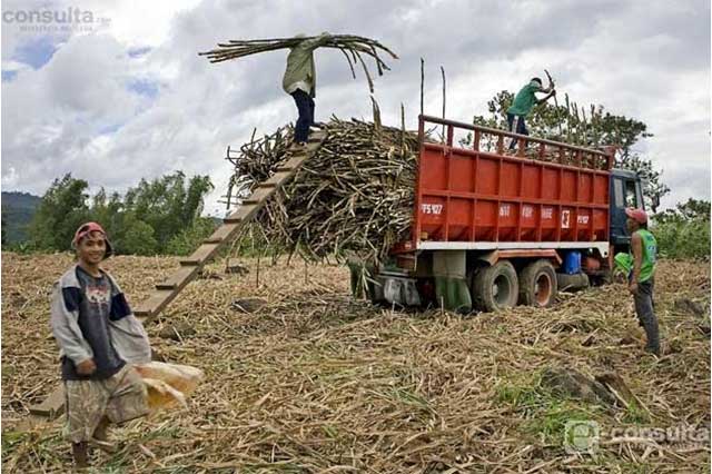 Inicia la zafra 2017 en Calipan tras acordar pagos a productores