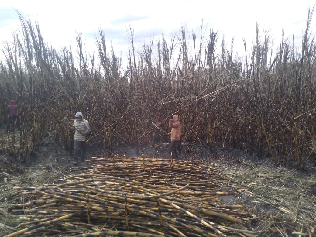 Más de 790 mil toneladas de caña se han cosechado en la región sur de Puebla  