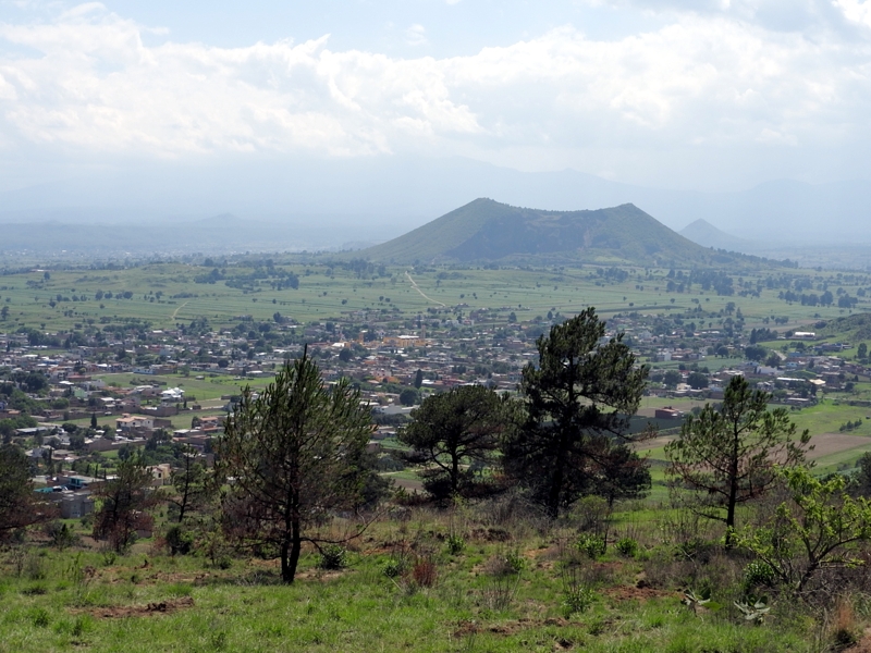 Plaga de gusano descortezador ha afectado 12 hectáreas del Cerro Zapotecas