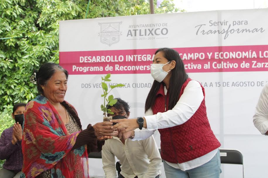 Ayala impulsa primer proyecto de cultivo de zarzamora para mujeres atlixquenses