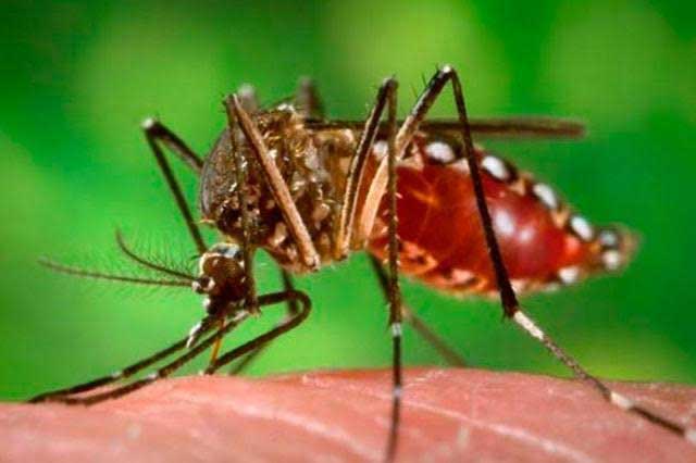 Investigan posible caso de zika y confirman siete de dengue en la región de Tehuacán