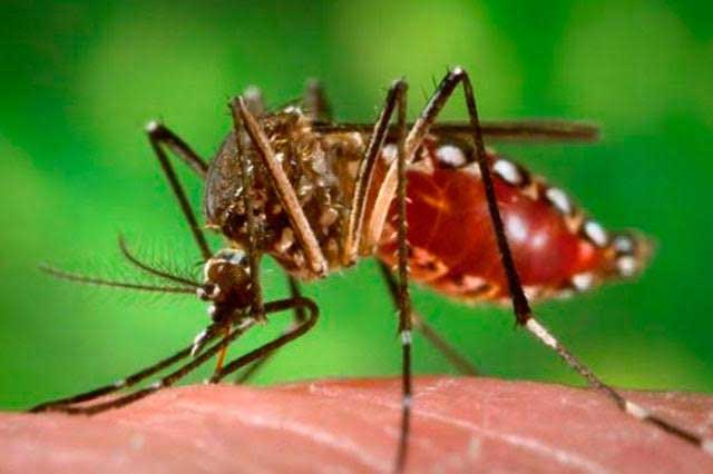 Red de Municipios por la Salud reforzará prevención de zika