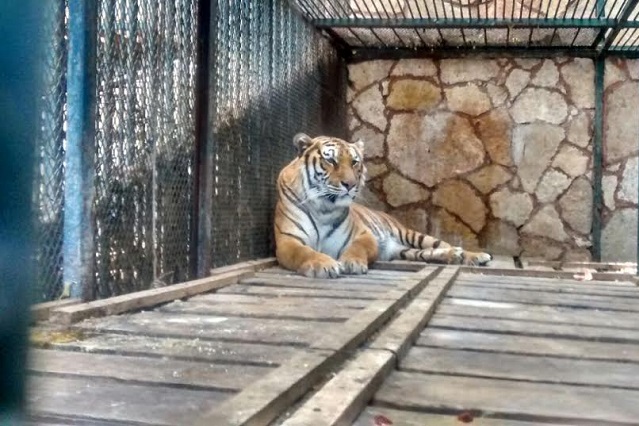 Sin hacer cambios, zoo de Tehuacán es reabierto por la Profepa