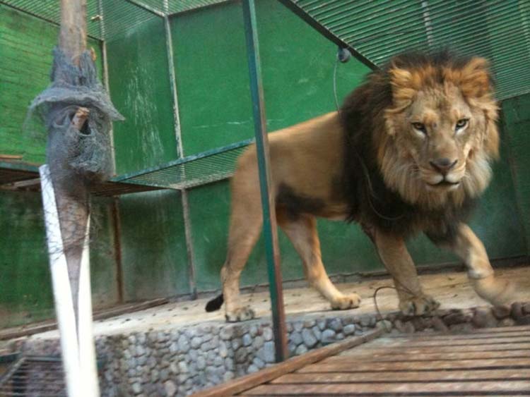 En jaque zoológico de Gómez Olivier por reforma a la Ley de Vida Silvestre