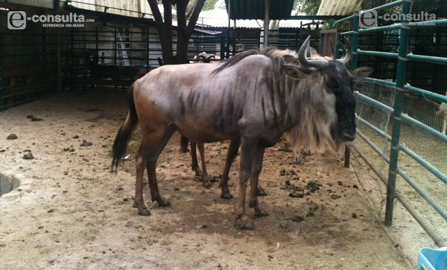 Aseguran 101 animales a diputado del PAN en Tehuacán