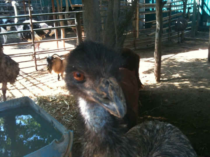 Desestima Gómez Olivier señalamientos en contra de su zoológico