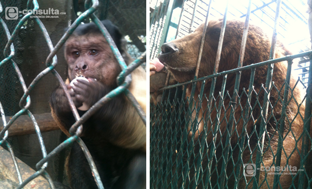 Buscan amparo colectivo contra embargo en zoo de diputado