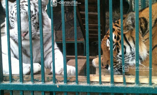 Falso que haya animales muertos en zoo, afirma diputado