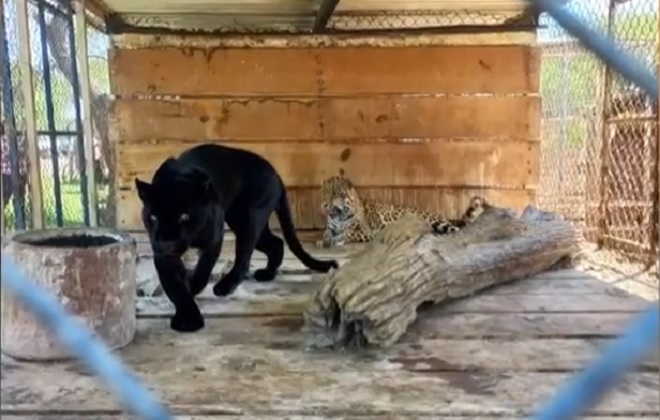 VIDEO Hallan en rancho más de 50 antílopes, leones, jaguares y tigres