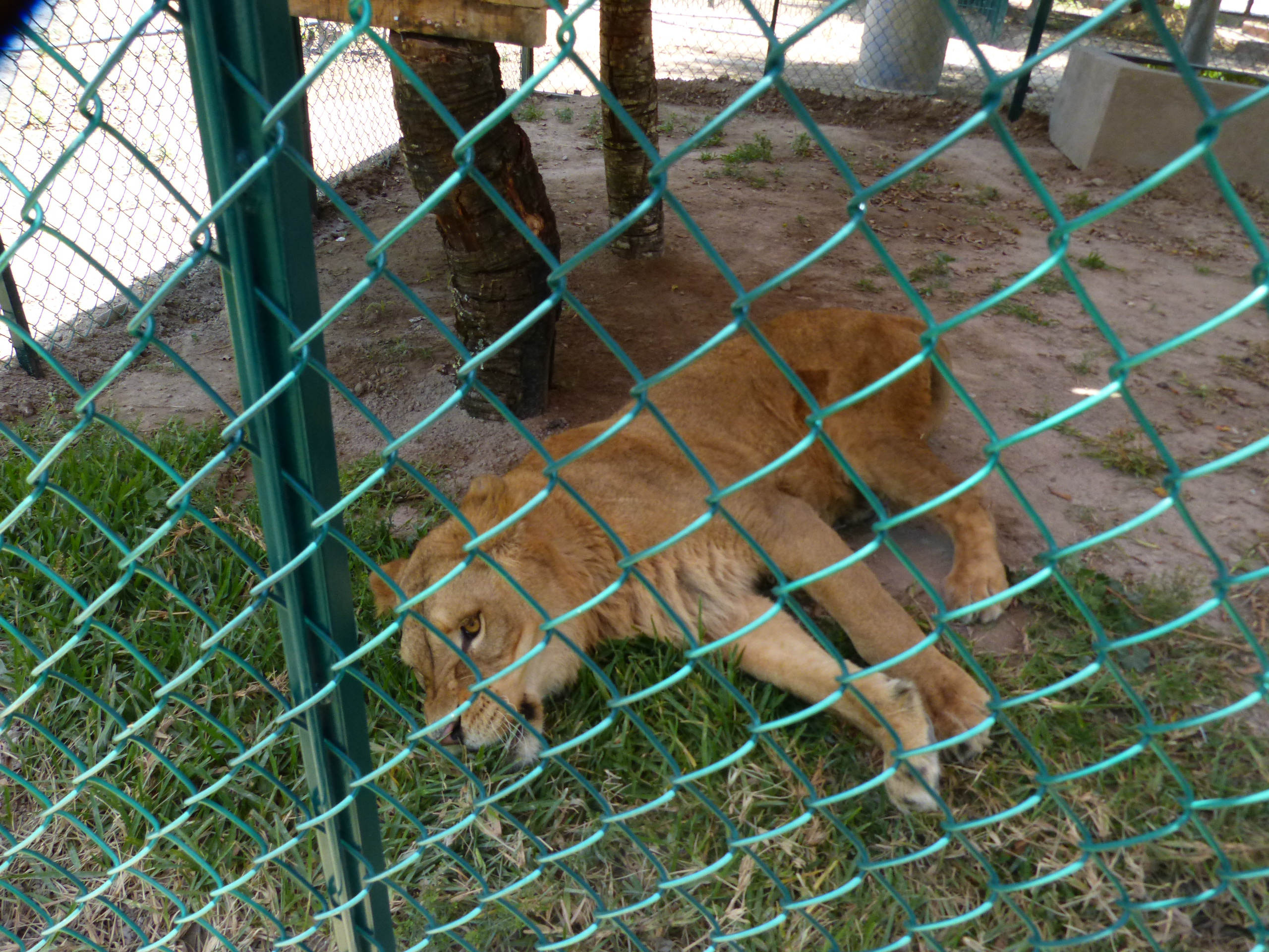 Trasladan a 31 animales de zoo de Tehuacán a albergue temporal