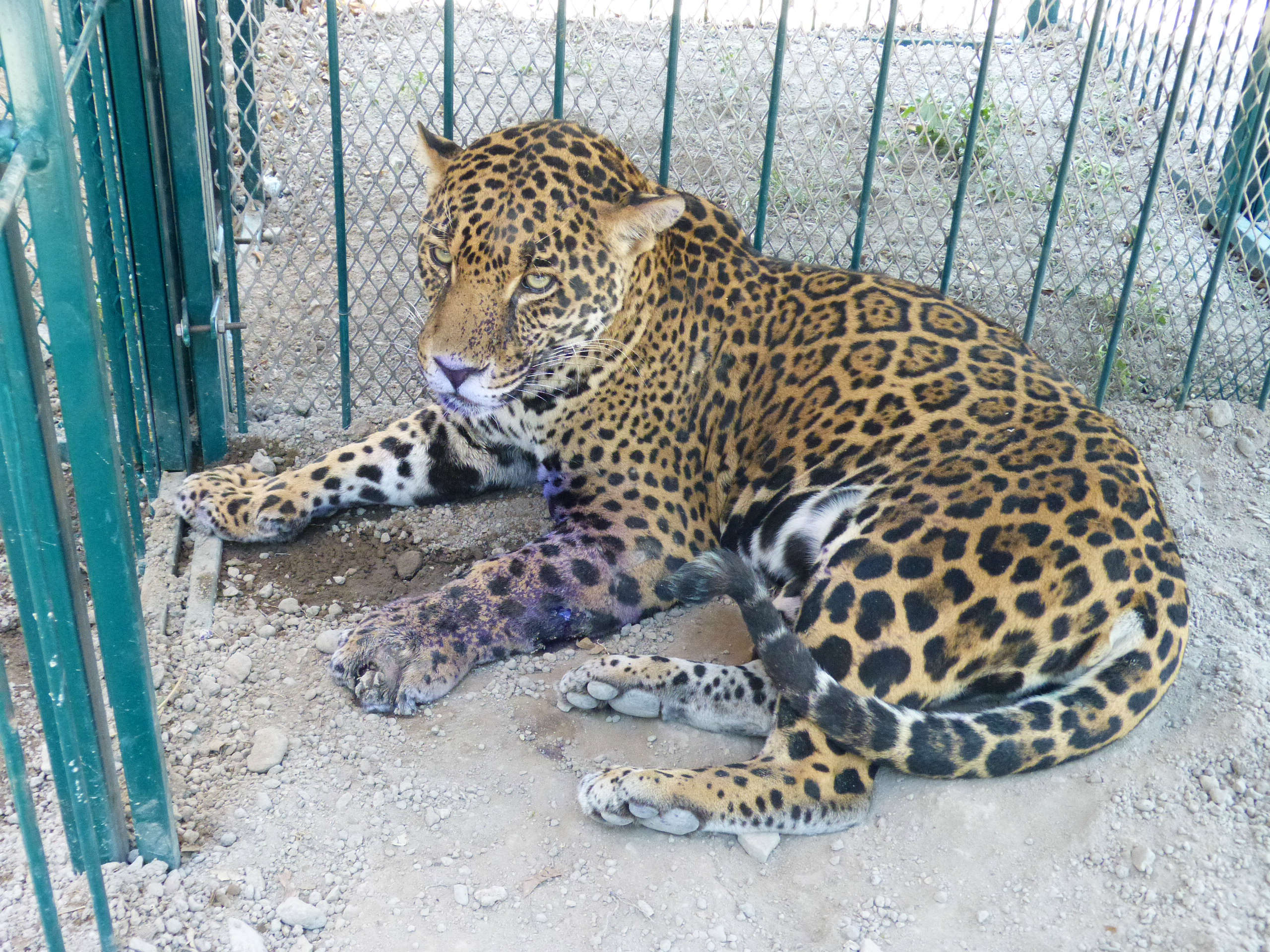 Trasladan a 31 animales de zoo de Tehuacán a albergue temporal