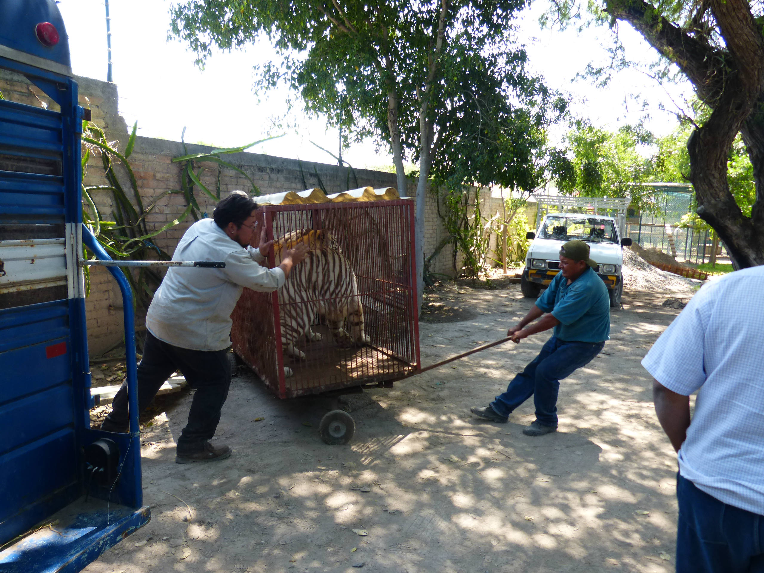 Trasladan a 31 animales de zoo de Tehuacán a albergue temporal